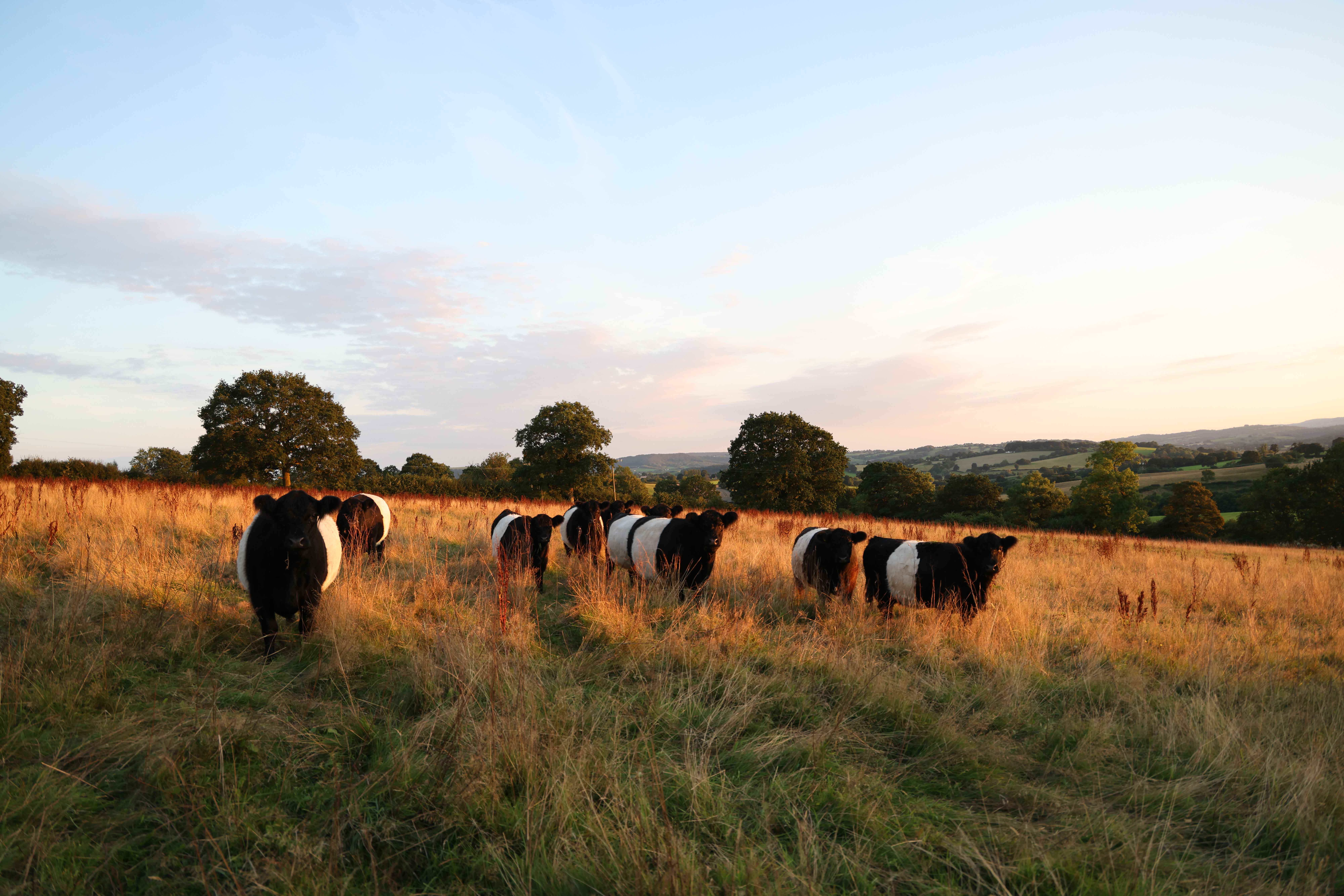 Belted Galloway herd walking in line through golden grass at sunset at Llanlawrence