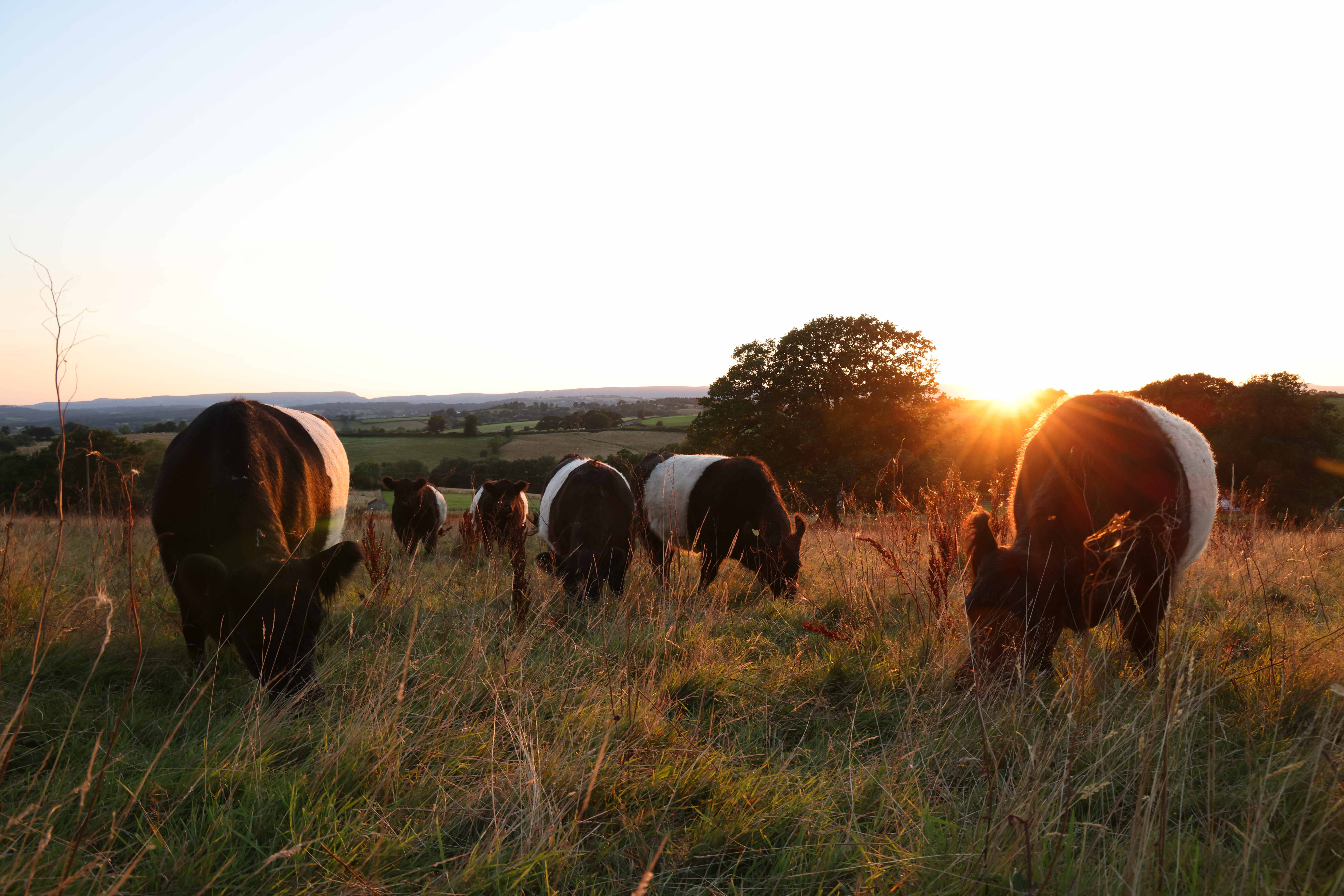 Belted Galloway cattle grazing across the Llanlawrence landscape at sunset