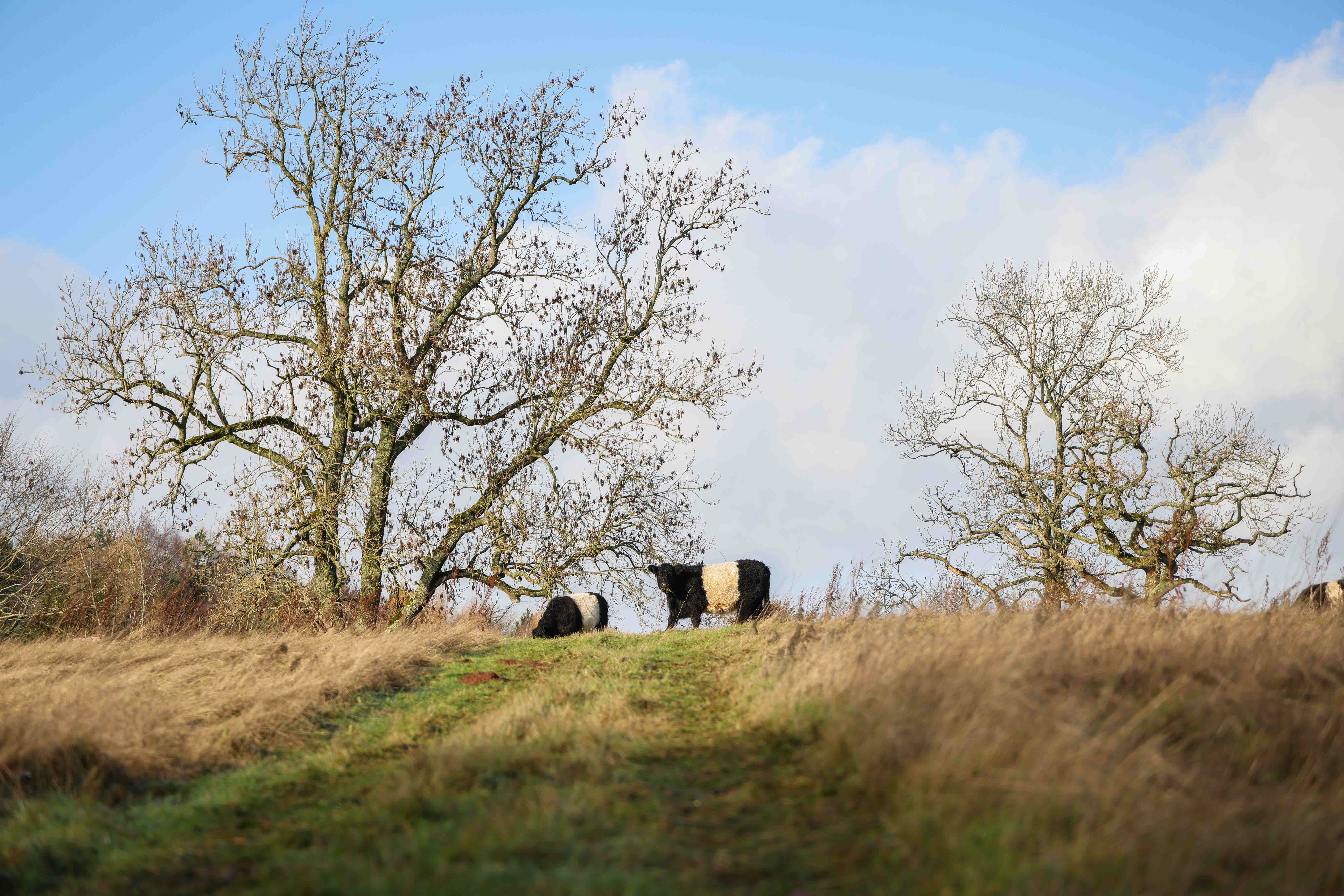 Belted Galloway cattle grazing on a hilltop with bare winter trees at Llanlawrence